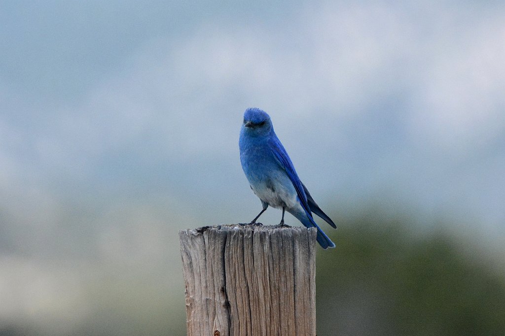 Bluebird, Mountain, 2015-06029145 Droney Gulch State Wildlife Area, CO Droney Gulch State Wildlife Area, CO.JPG - Mountain Bluebird. Droney Gulch State Wildlife Area along Route 285, CO, 6-2-2105